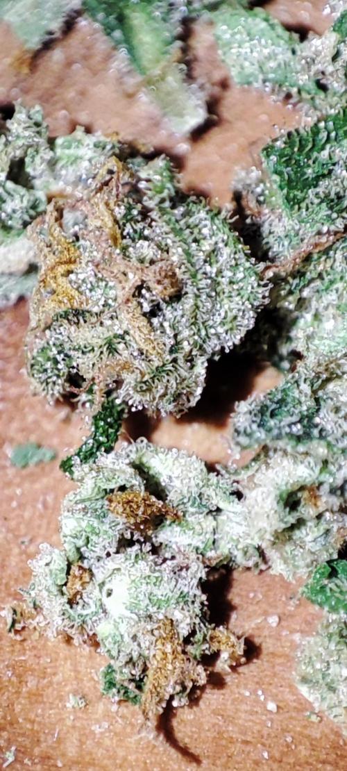 Delicious Seeds 2026 Neville's Rose Auto. Week 8