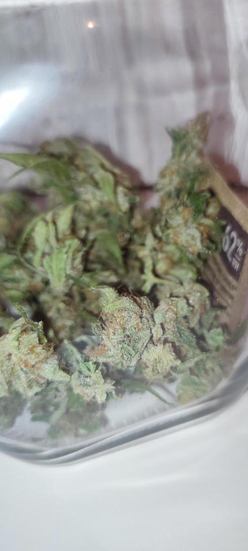Delicious Seeds 2026 Neville's Rose Auto. Week 8