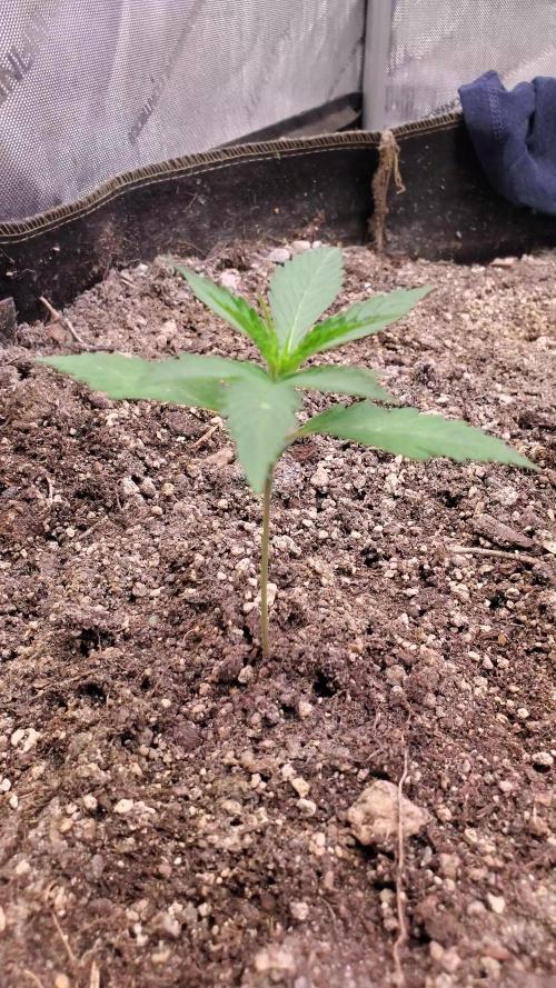 "Grape Sweets Auto" C#12