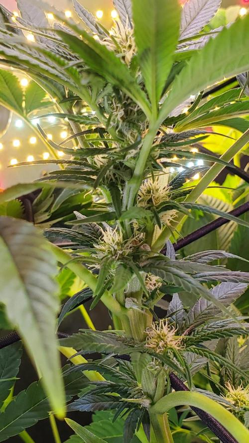 "Hydragyrum" C#13. Week 9