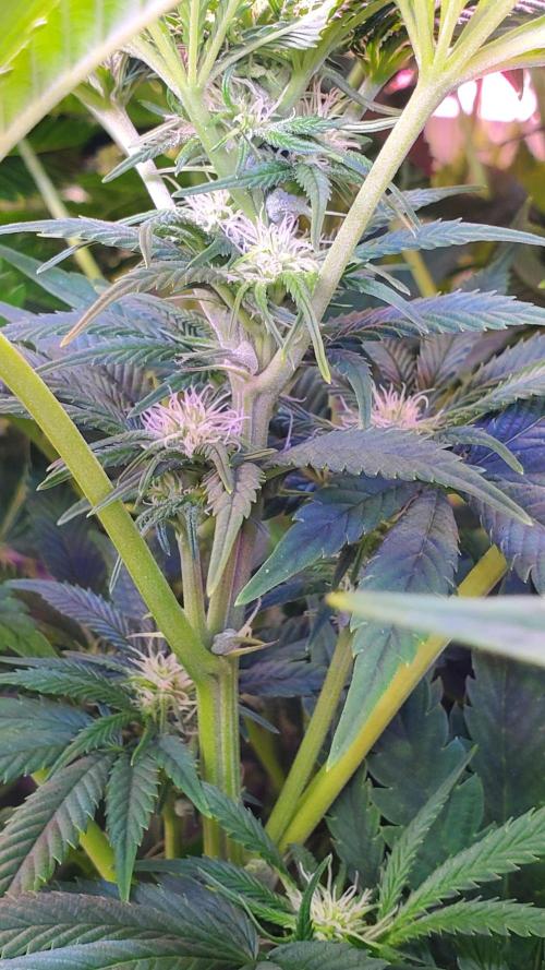 "Hydragyrum" C#13. Week 9