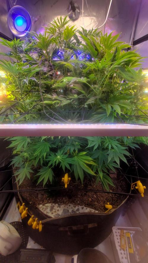 "Cauda Equina" C#13. Week 10