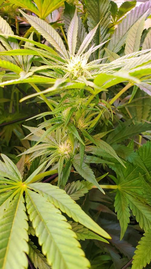 "Cauda Equina" C#13. Week 10