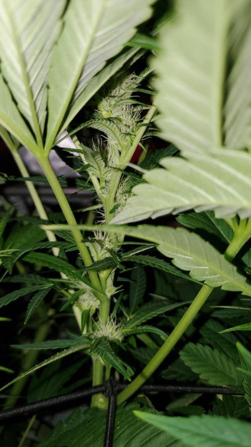 "Cauda Equina" C#13. Week 10