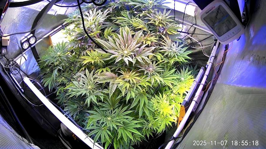 "Cauda Equina" C#13. Week 10