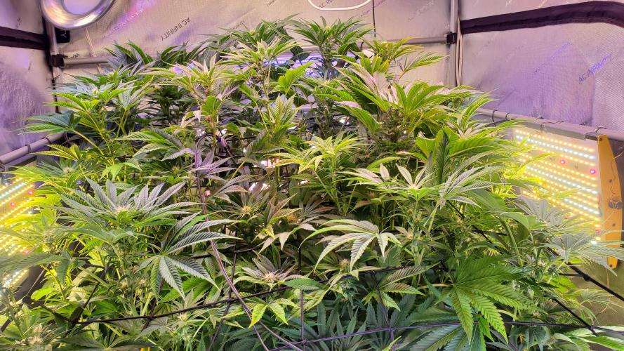 "Cauda Equina" C#13. Week 10