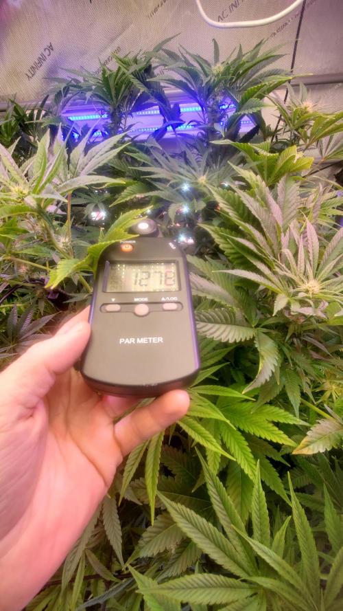 "Cauda Equina" C#13. Week 10