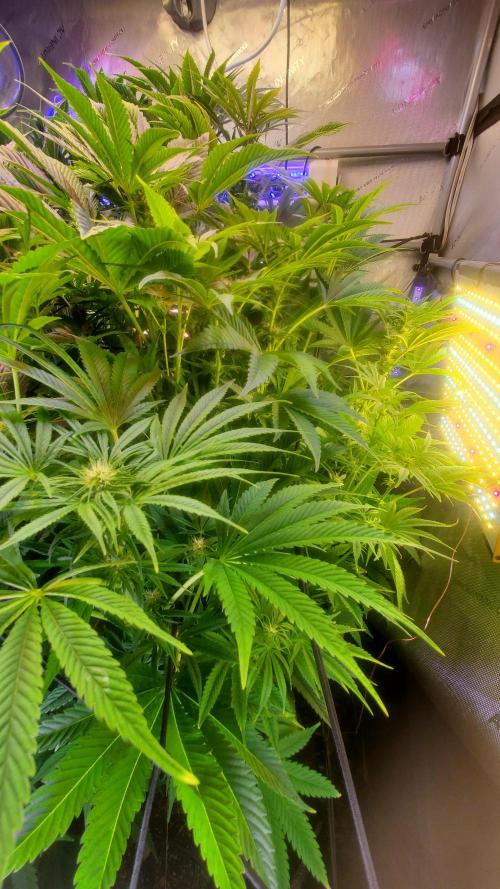 "Cauda Equina" C#13. Week 10