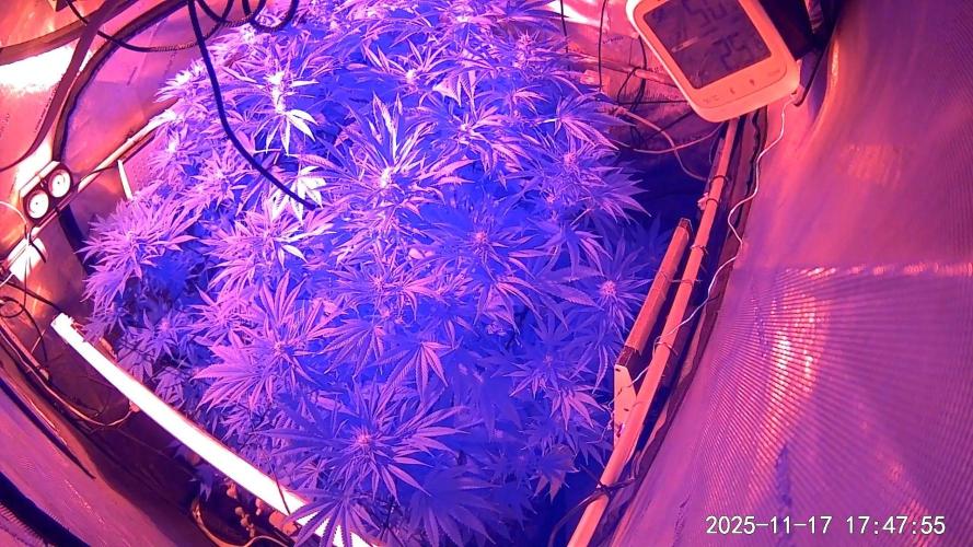 "Cauda Equina" C#13. Week 11