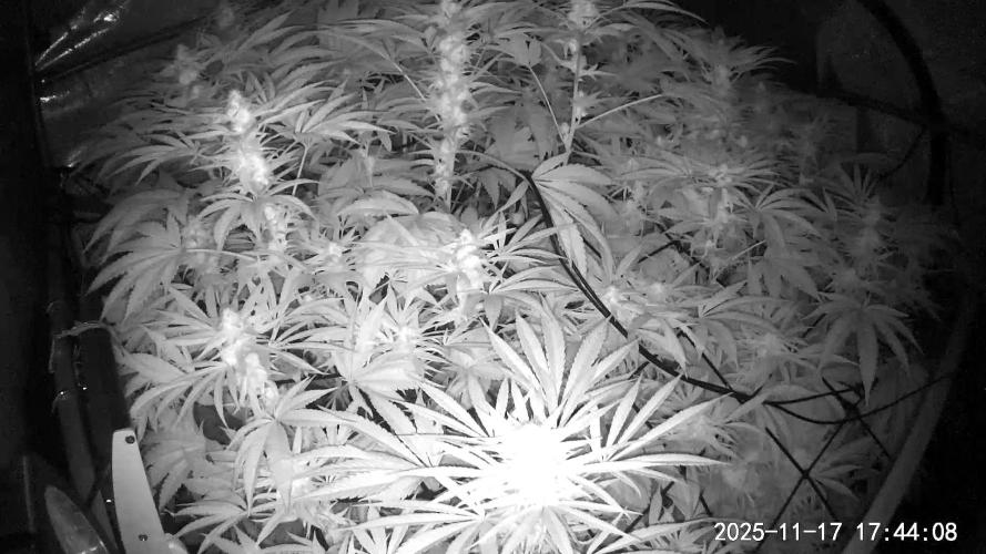 "Cauda Equina" C#13. Week 11