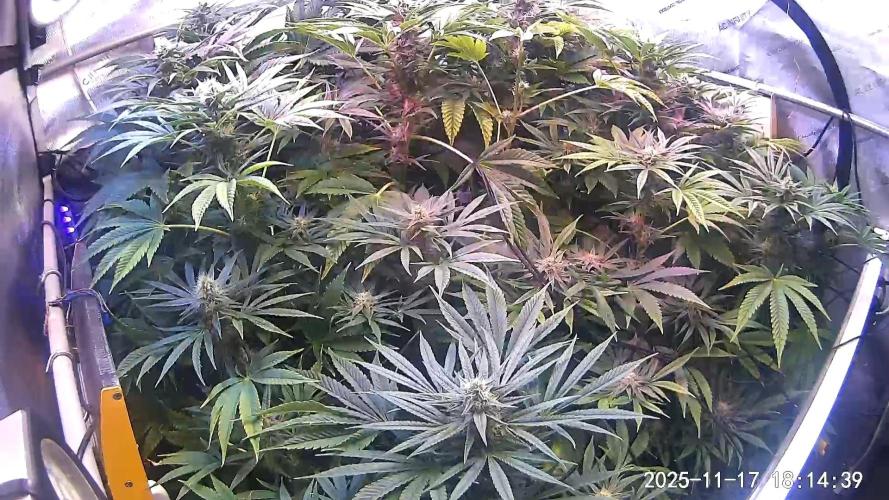 "Cauda Equina" C#13. Week 11