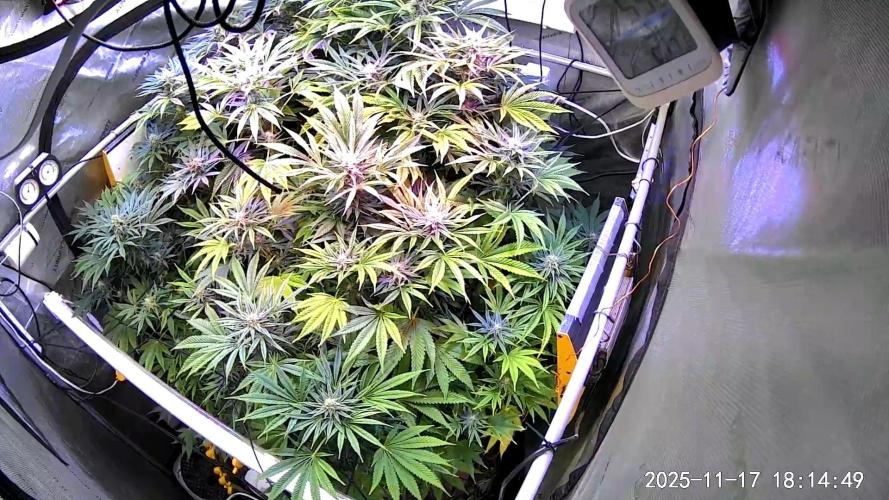 "Cauda Equina" C#13. Week 11 - Day#I'm too stoned to count"