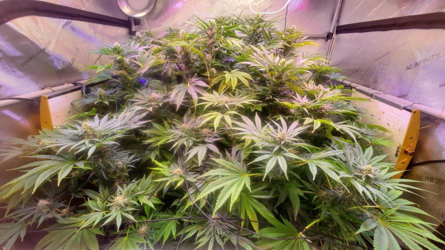 "Cauda Equina" C#13. Week 11