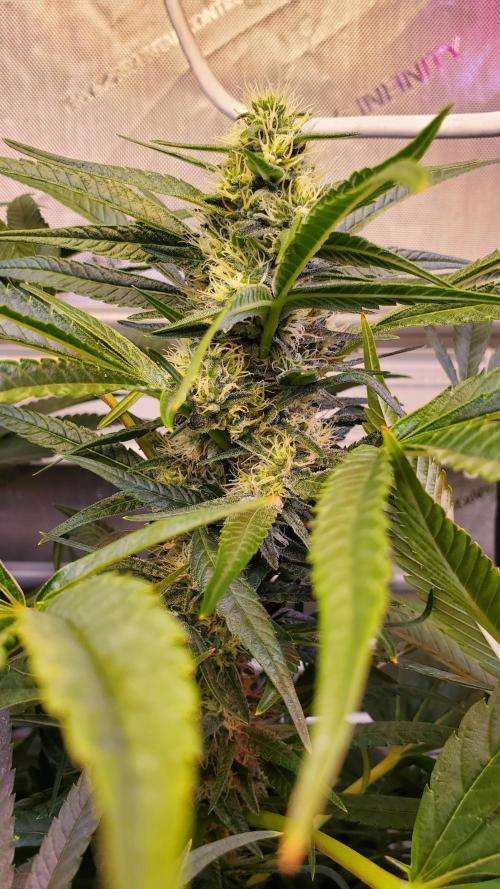 "Cauda Equina" C#13. Week 11