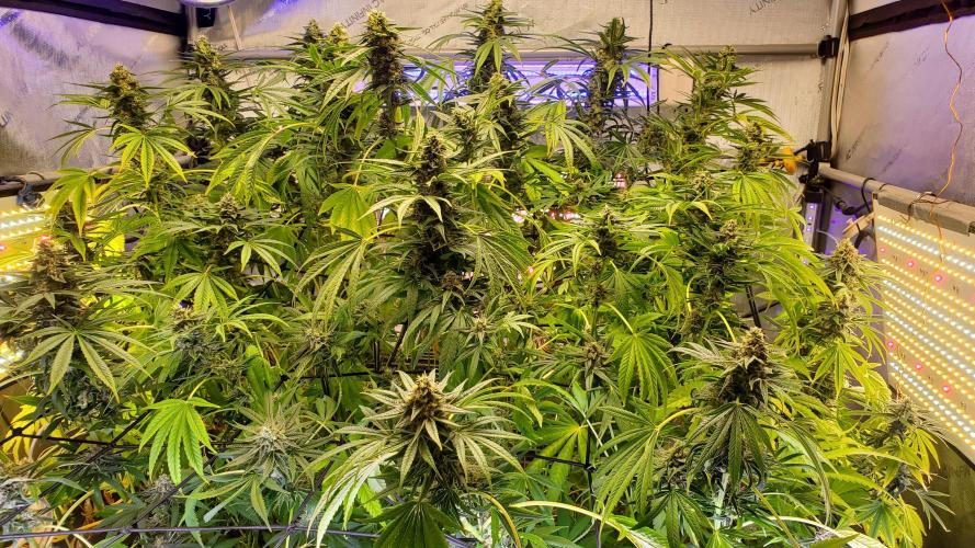 "Cauda Equina" C#13. Week 13