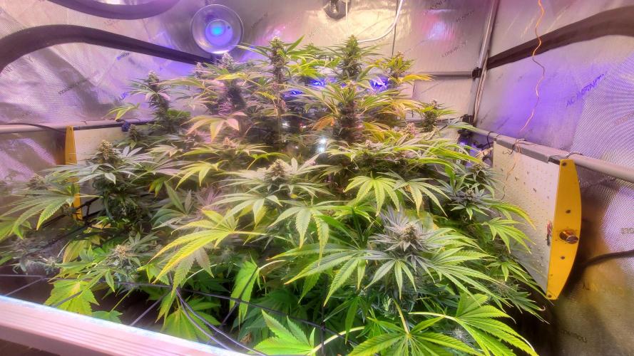 "Cauda Equina" C#13. Week 13