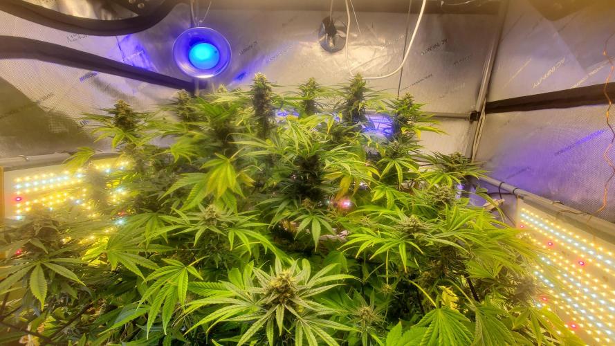 "Cauda Equina" C#13. Week 13