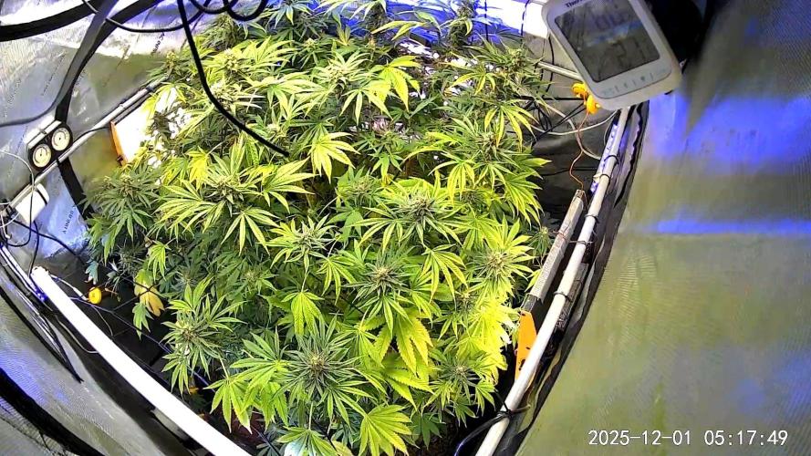 "Cauda Equina" C#13. Week 13