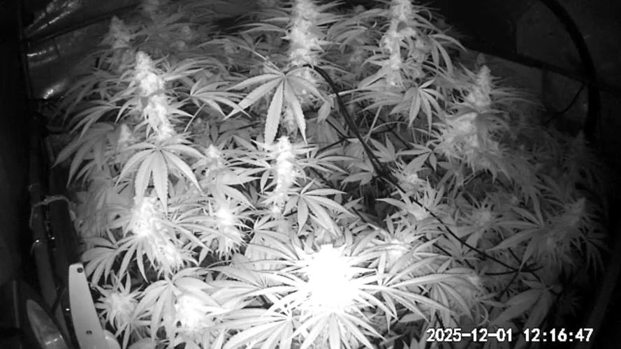 "Cauda Equina" C#13. Week 13