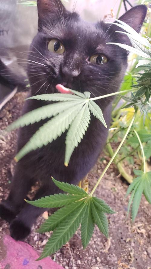 "Cauda Equina" C#13. Week 13