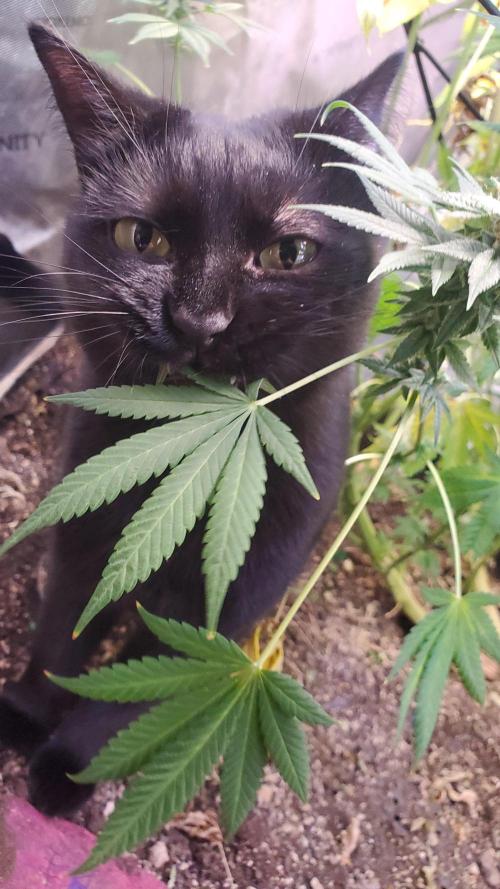 "Cauda Equina" C#13. Week 13 - Om nom nom