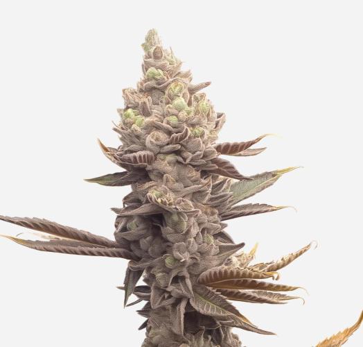 "Permanent Bluez" C#14 ". Week 0