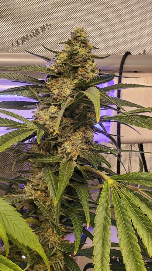 "Cauda Equina" C#13. Week 13