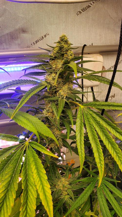 "Cauda Equina" C#13. Week 13