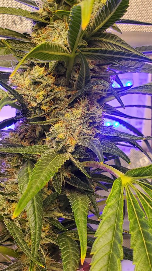 "Cauda Equina" C#13. Week 13