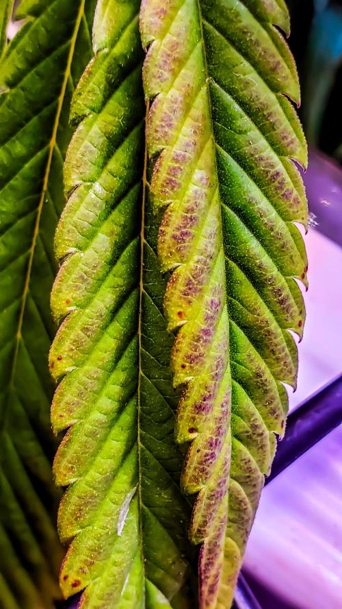 "Grape Guava" C#13. Week 14