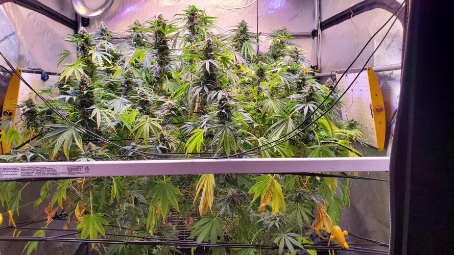 "Grape Guava" C#13. Week 14