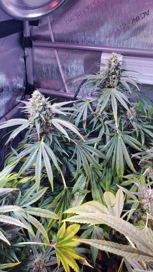 "Grape Guava" C#13. Week 14