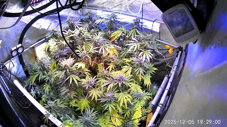 "Grape Guava" C#13. Week 14