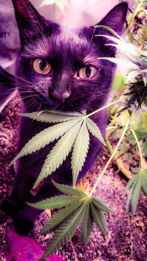 "Grape Guava" C#13. Week 14 - Om nom