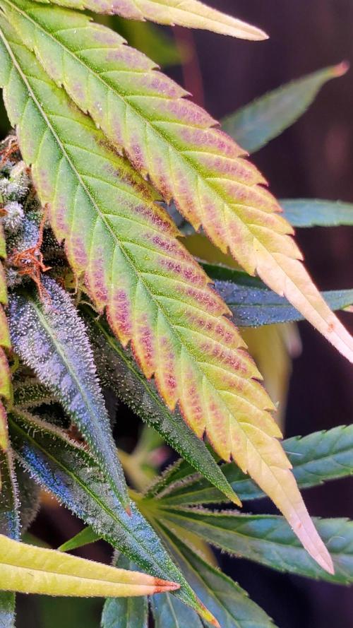 "Grape Guava" C#13. Week 14