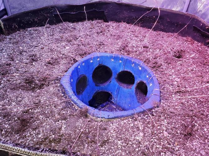 "Grape Guava" C#13. Week 11