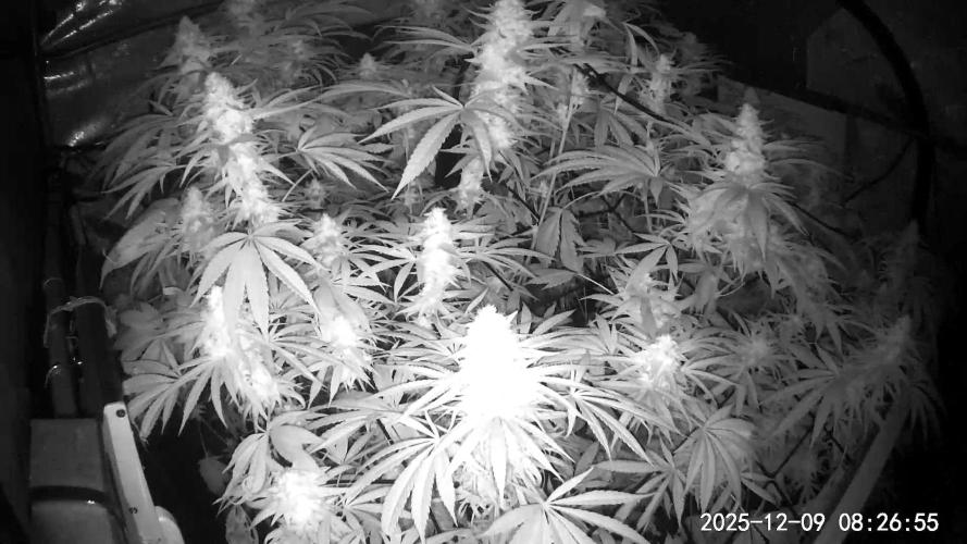 "Grape Guava" C#13. Week 14