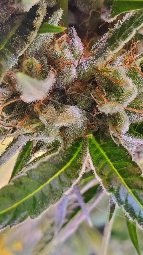 "1in4x4" C#13. Week 15