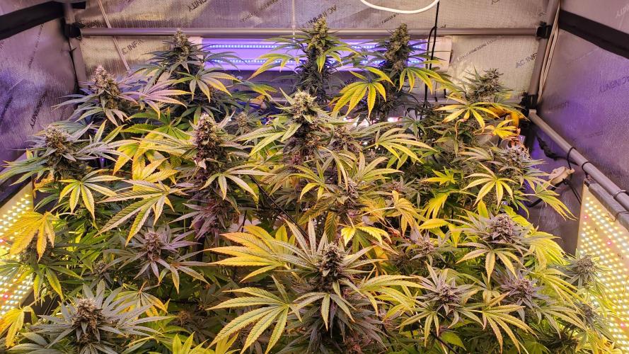 "1in4x4" C#13. Week 15