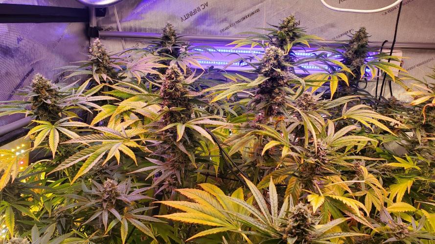 "1in4x4" C#13. Week 15