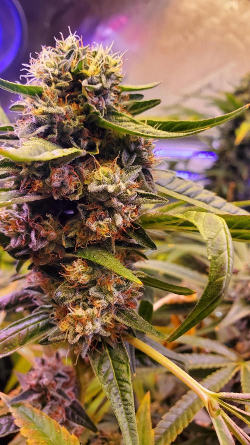 "1in4x4" C#13. Week 15