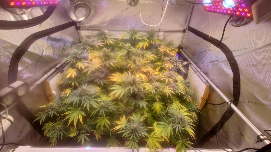 "1in4x4" C#13. Week 15