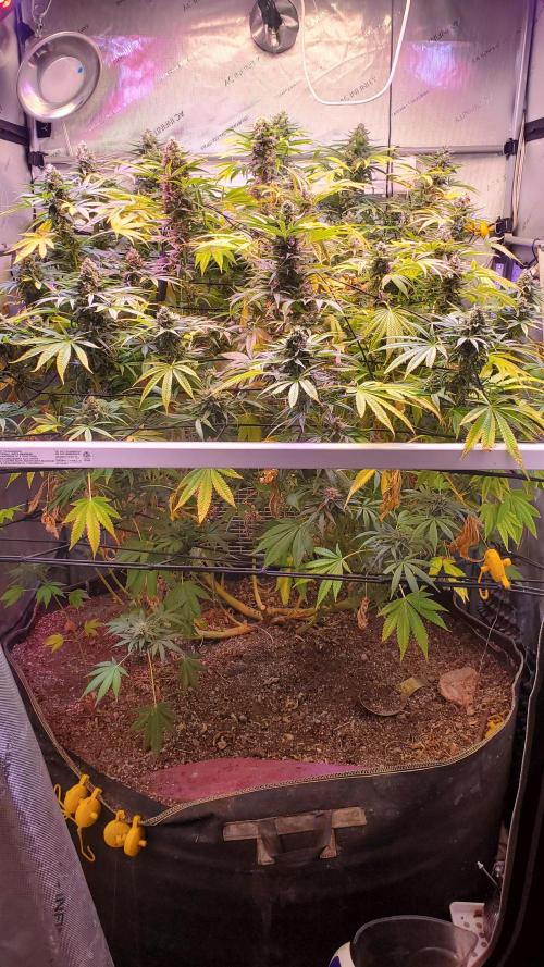 "1in4x4" C#13. Week 15