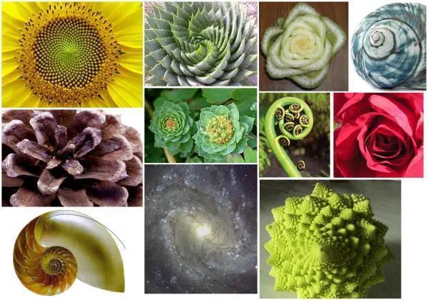 "Hydragyrum" C#13. Week 7