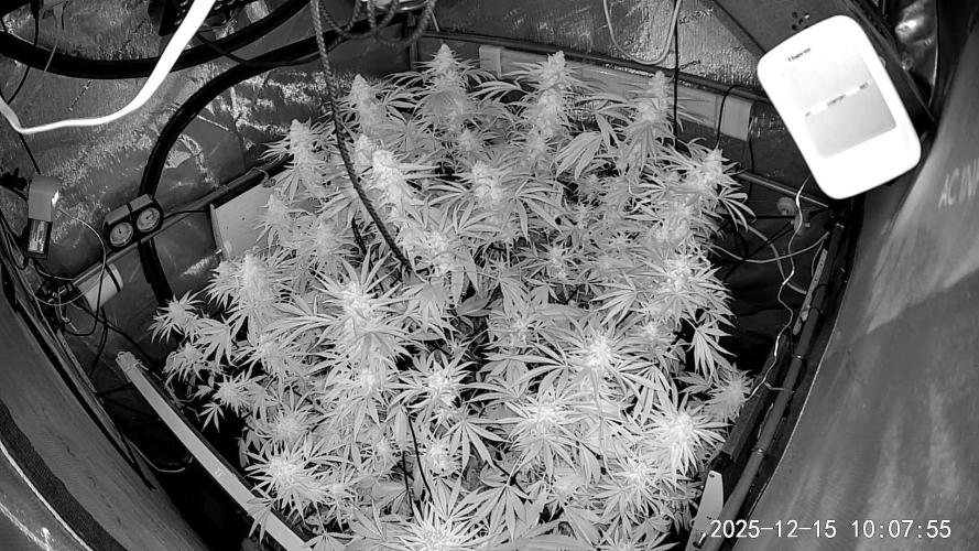 "Hydragyrum" C#13. Week 15