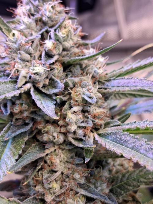 "1 Plant" C#13. Week 15 - Later in week