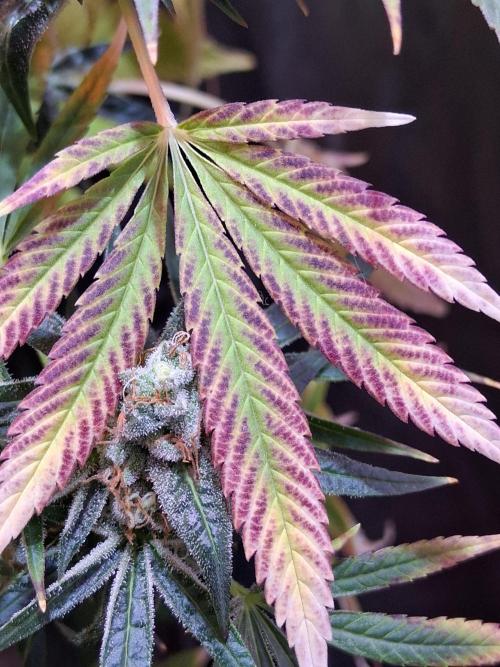 "1 Plant" C#13. Week 15