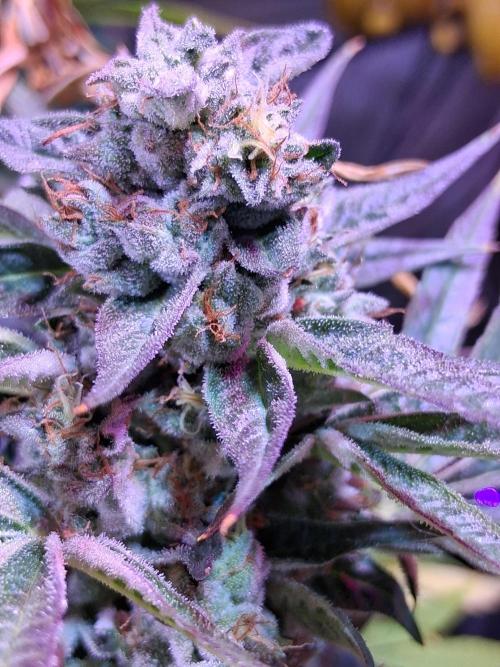 "1 Plant" C#13. Week 15