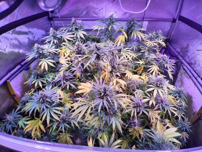 "1 Plant" C#13. Week 15 - Lots of Blue, lots of ROS.