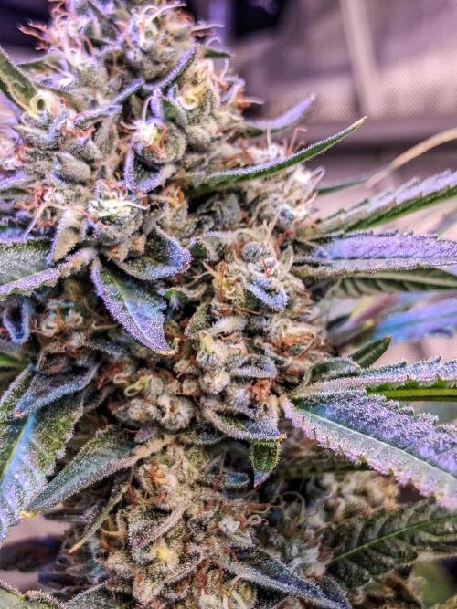 "1 Plant" C#13. Week 15